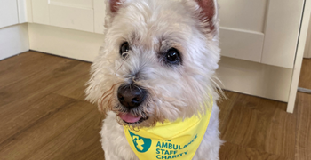 Introducing: Holly the Dog!