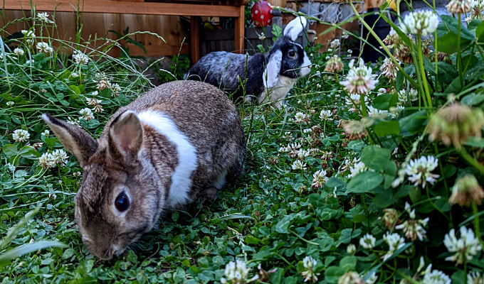 Introducing: The bunnies Brienne and Tormund!