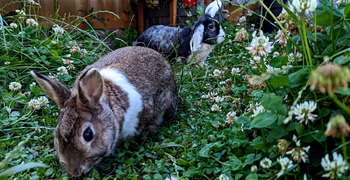Introducing: The bunnies Brienne and Tormund!