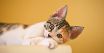 Renters will gain the right to pets under Government proposals